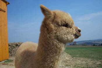 alpaca100