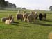 alpaca110