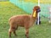 alpaka_show12