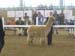 alpaka_show13