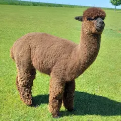 Alpakadeckhengst ASB Casstalas Maori, ausgeglichener Charakter