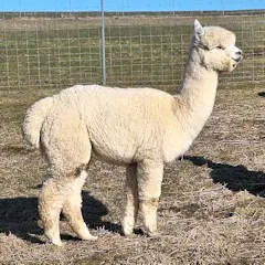 ASB Albanus of Anthem, Vater Xanadu Anthem