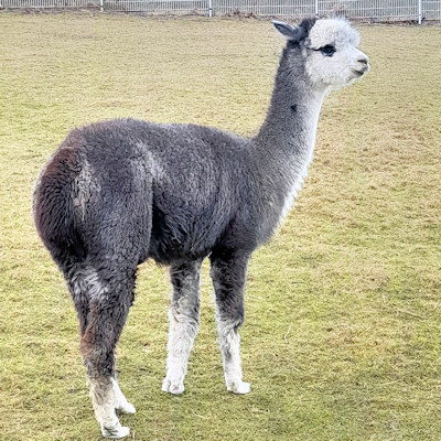 Alpaka 3 – liebevolles Tier