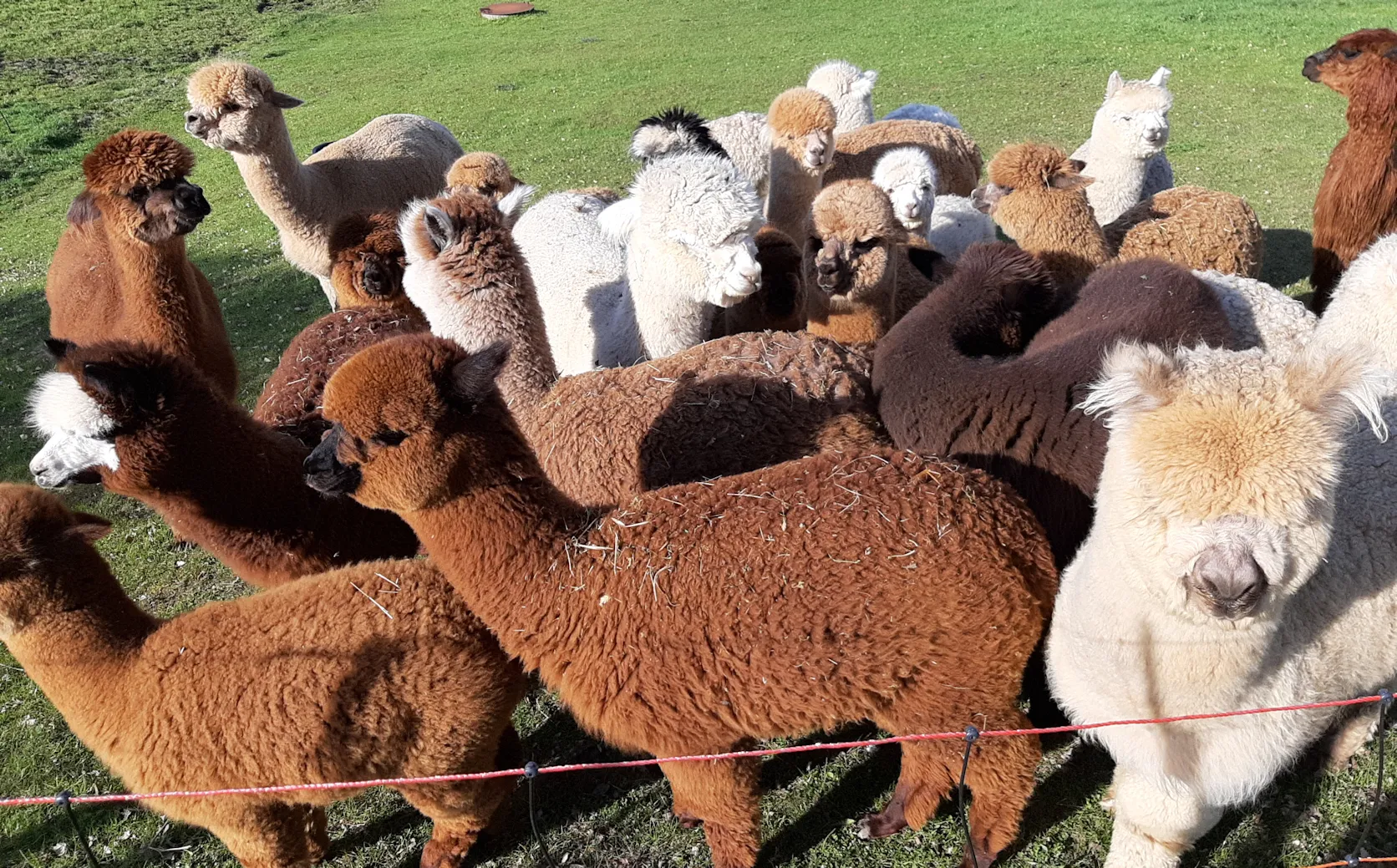 Unsere Alpakas auf der Weide