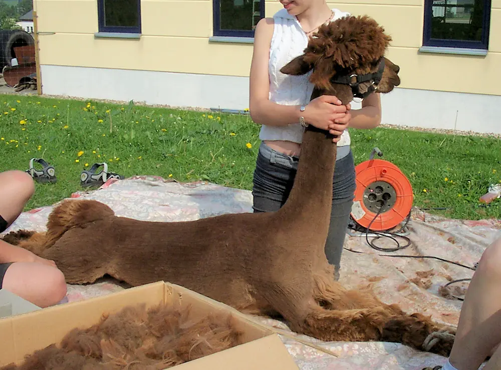 Schonende Alpaka-Schur bei kleinen Herden Alpaka-Schur mit einfachen Mitteln bei kleiner Herde zur schonenden Vliesgewinnung