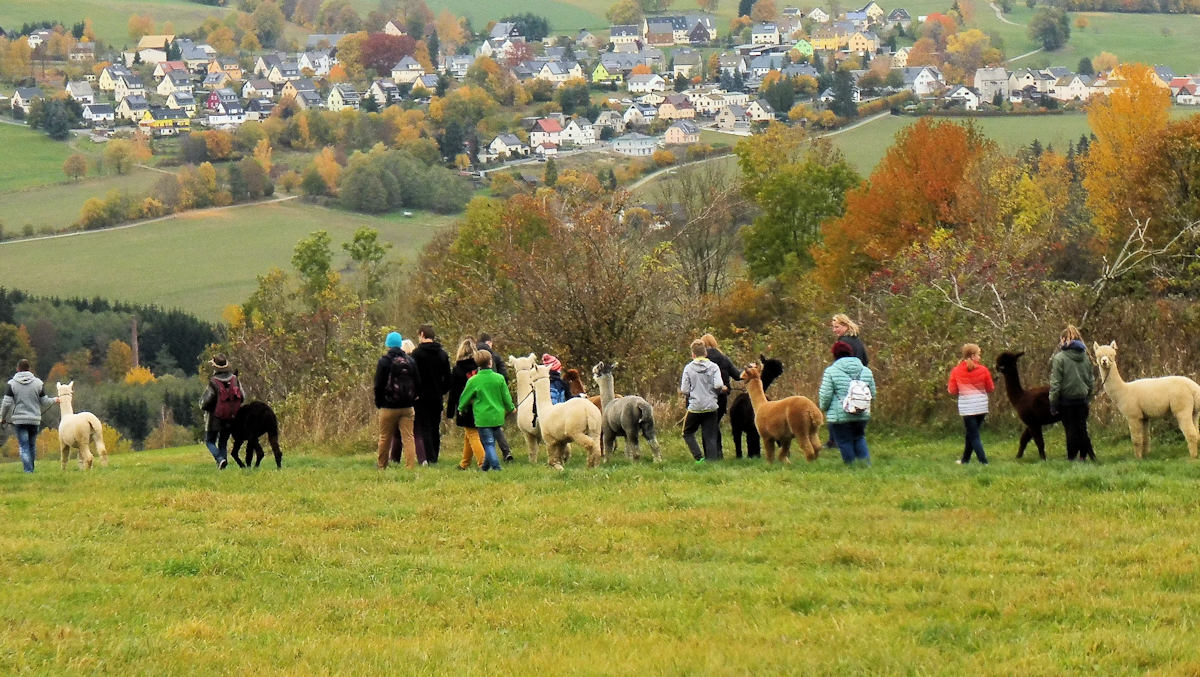 Geführte Alpakawanderung im Erzgebirge bei Pockau-Lengefeld mit freundlichen Alpakas
