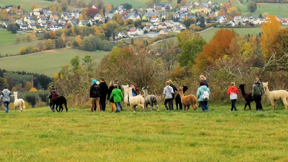 Alpaka Wanderung im Erzgebirge bei Alpakas vom Silberberg Spaziergang mit Alpakas im Erzgebirge Alpaka Trekking in Sachsen