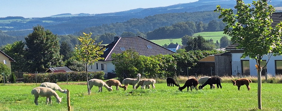 beim Alpakakurs