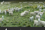 International Alpaca Association Peru